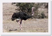 14SerengetiDayGameDrive - 048 * Comon Ostrich (male).